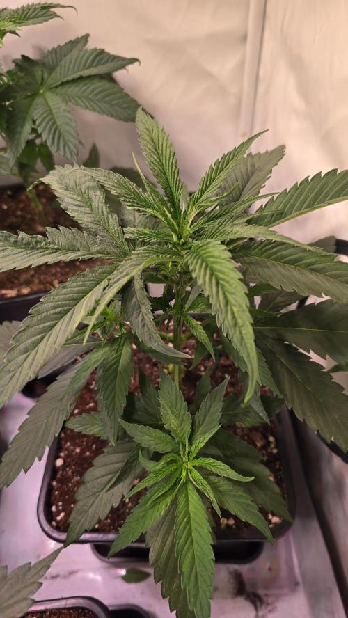 Papaya Jealousy. Week 4