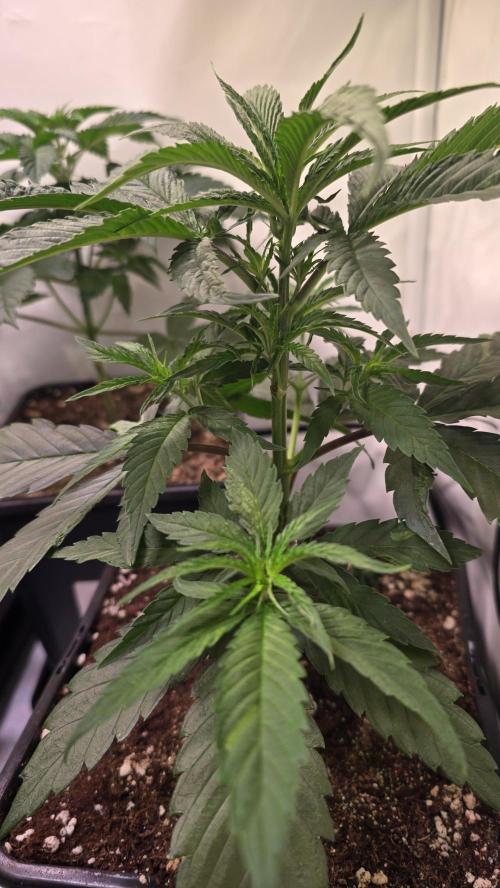Papaya Jealousy. Week 4