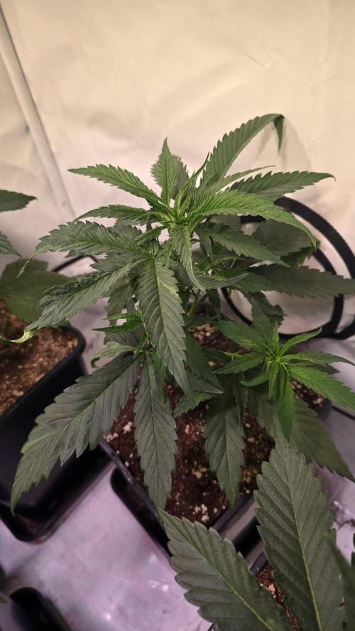 Papaya Jealousy. Week 4