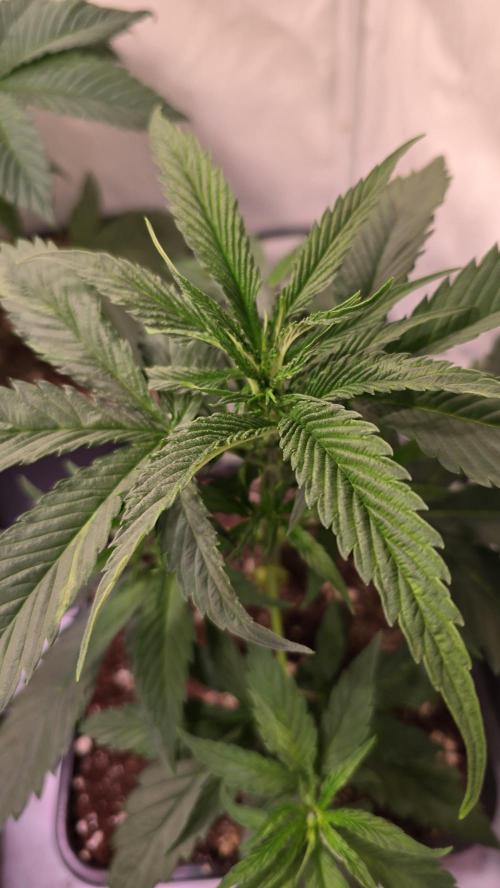Papaya Jealousy. Week 4