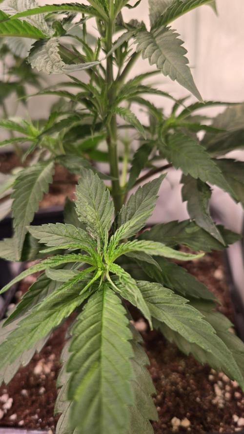 Papaya Jealousy. Week 4