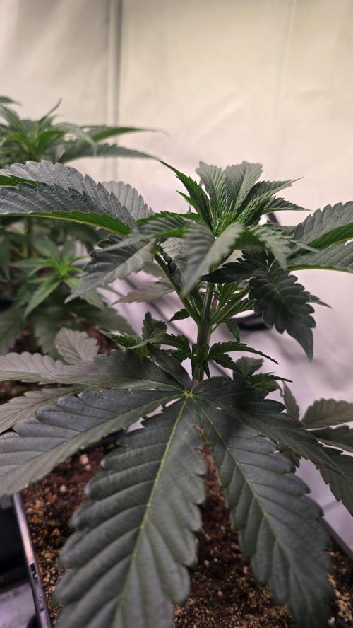 Sunset Peach. Week 4