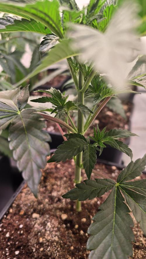 Sunset Peach. Week 4