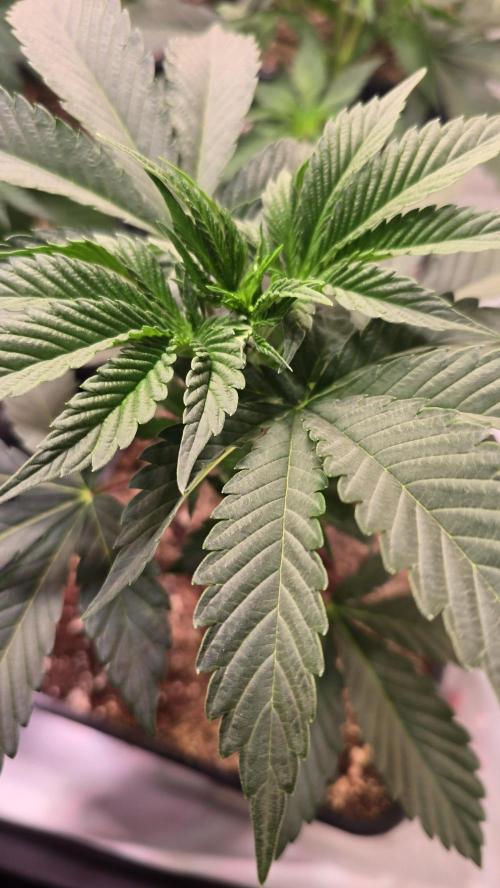 Sunset Peach. Week 4