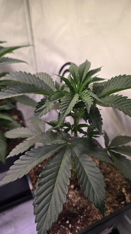 Sunset Peach. Week 4