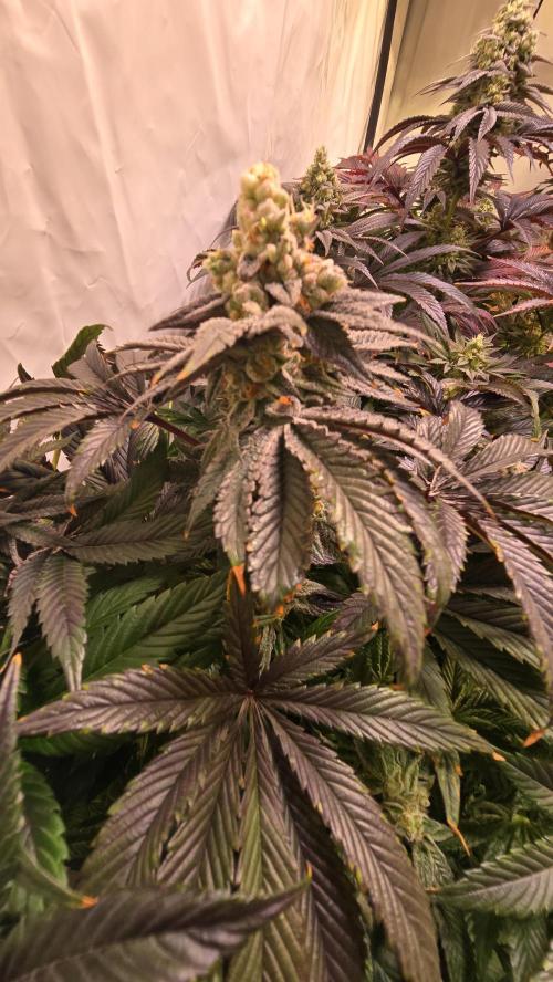 Drizle Pickle. Week 16
