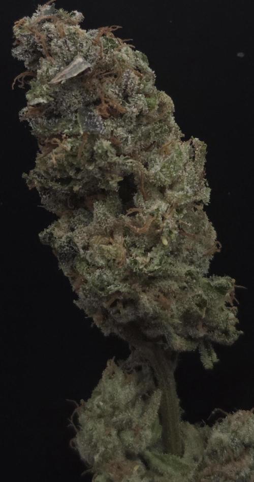 Drizle Pickle. Week 16