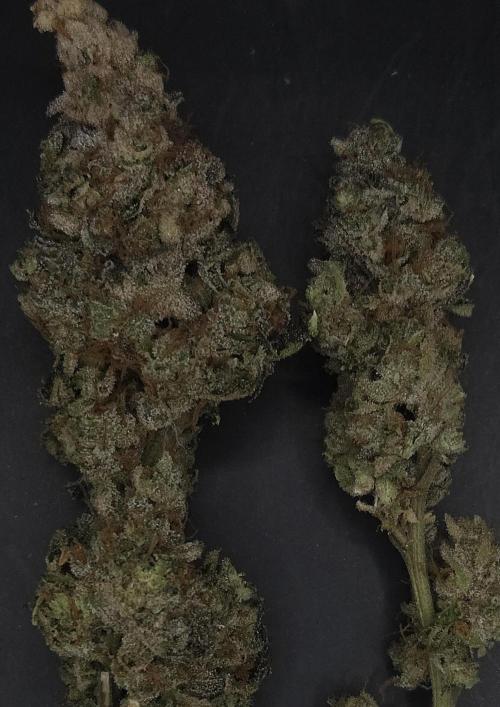 Drizle Pickle. Week 16