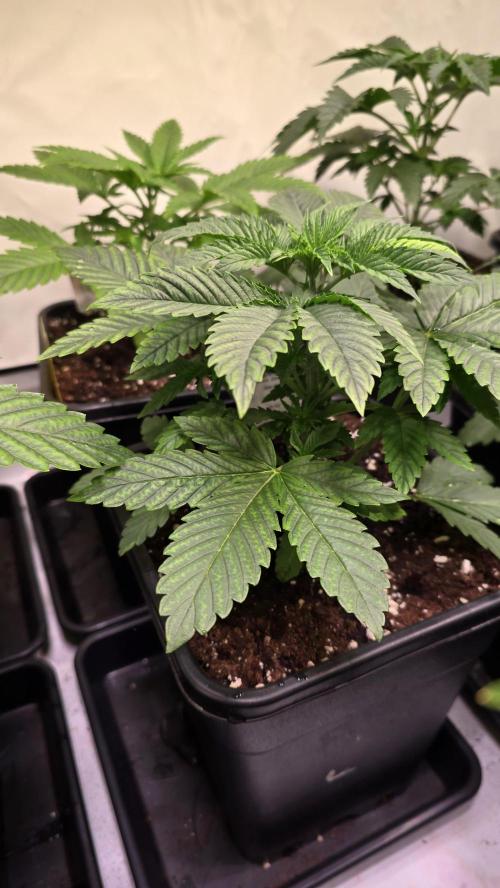 Melonade K. Week 3