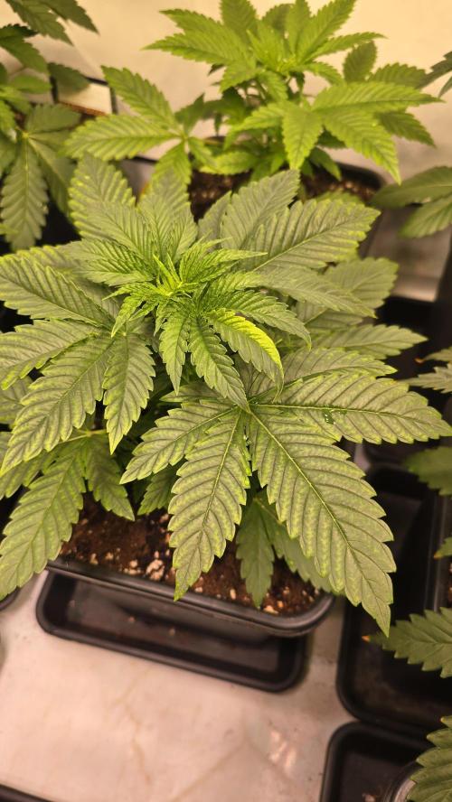 Melonade K. Week 3