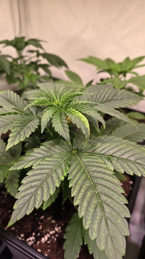 Melonade K. Week 3