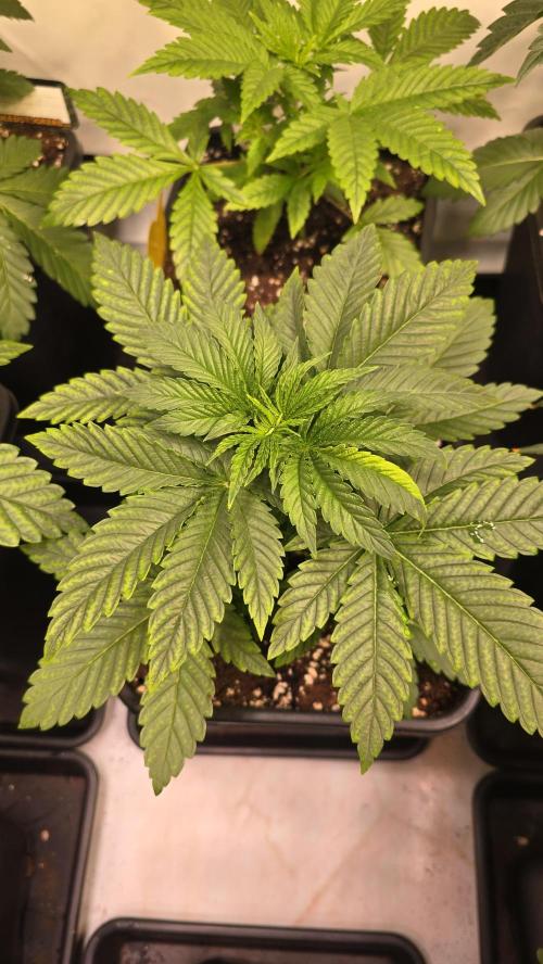 Melonade K. Week 3