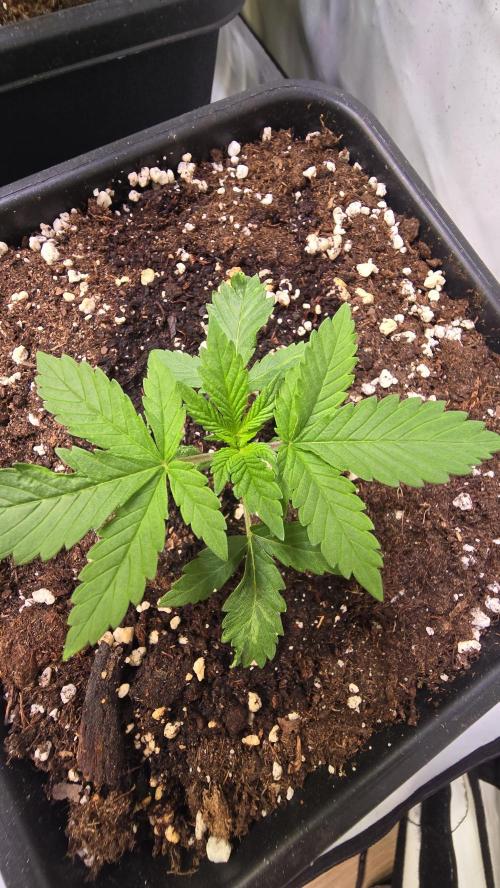 Banana Kush. Week 3