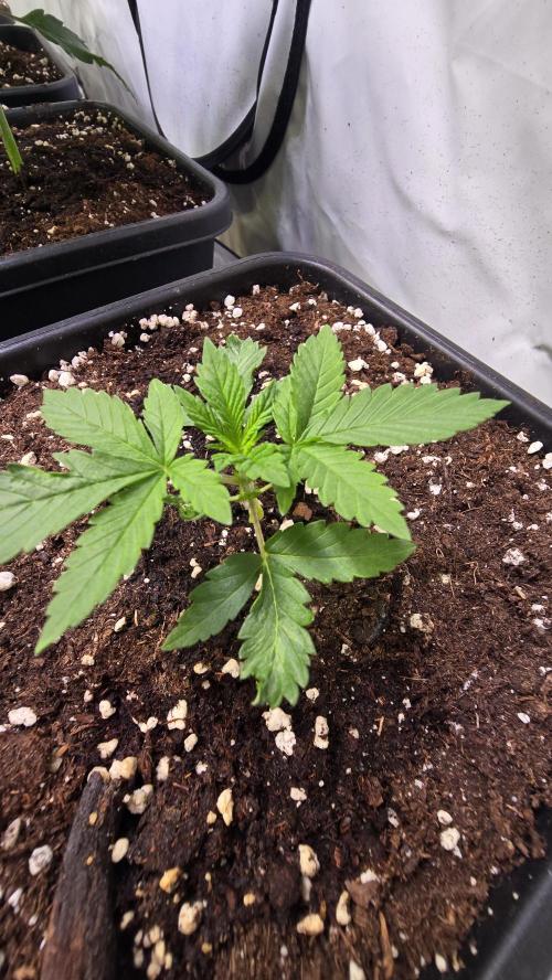 Banana Kush. Week 3