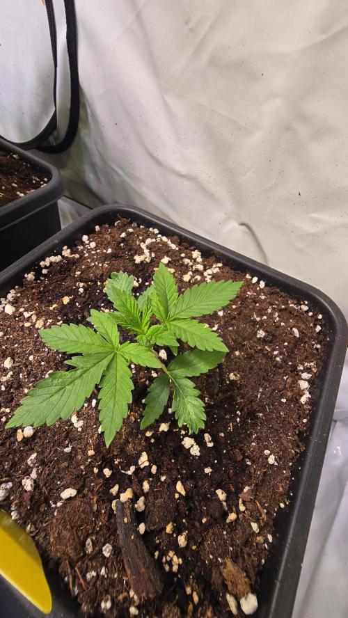 Banana Kush. Week 3