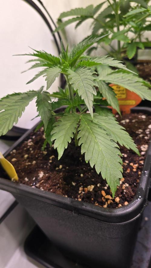 Mango Crack. Week 3