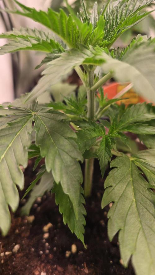 Mango Crack. Week 3