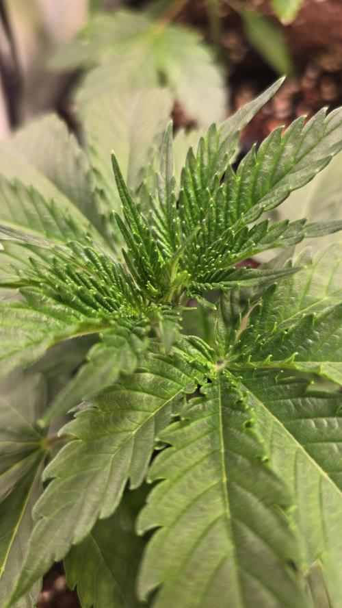 Mango Crack. Week 3