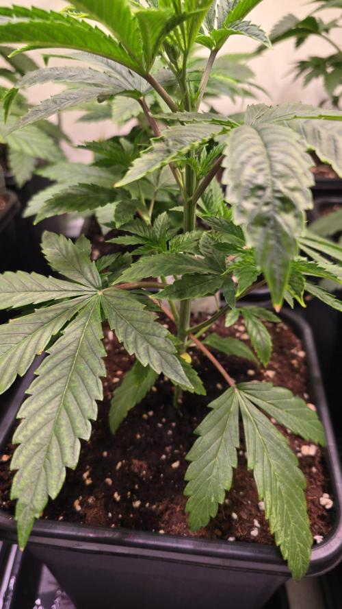Karibean Mango. Week 3