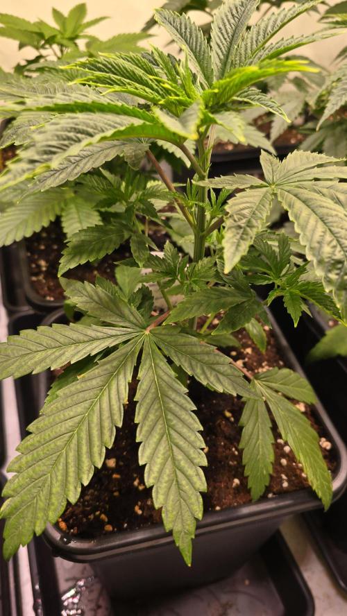 Karibean Mango. Week 3
