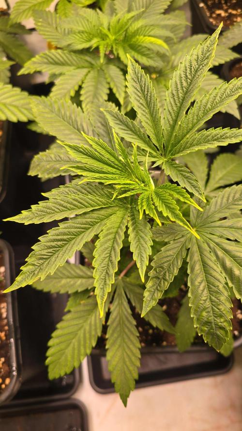 Karibean Mango. Week 3