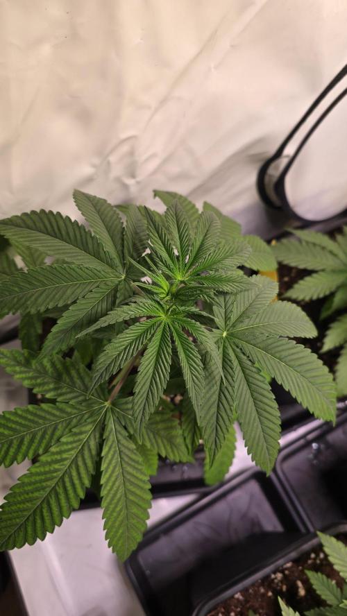 Orange Biscuite. Week 3