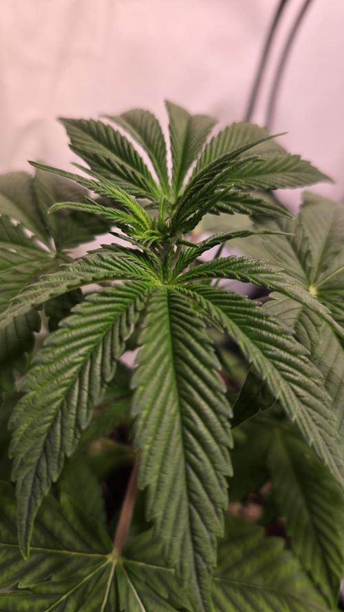 Orange Biscuite. Week 3