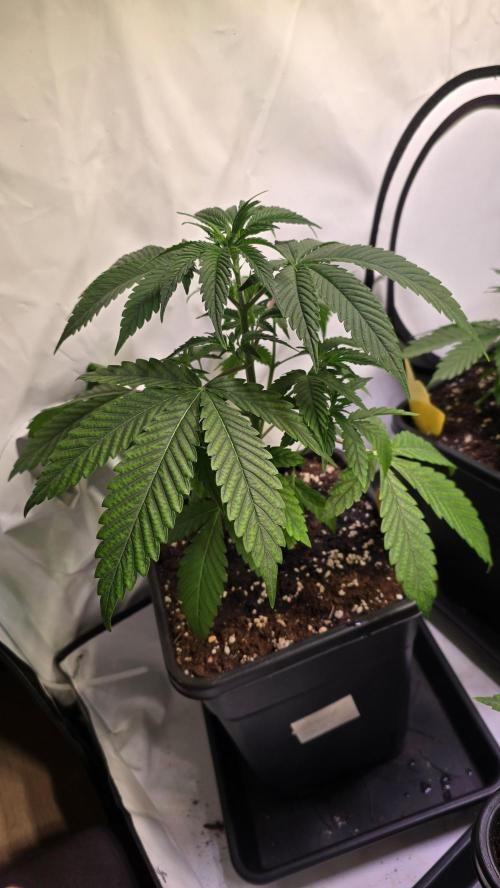 Orange Biscuite. Week 3