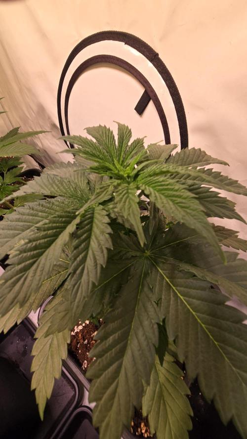 Grease Monkey. Week 3