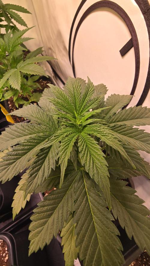 Grease Monkey. Week 3