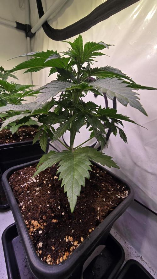 Grease Monkey. Week 3
