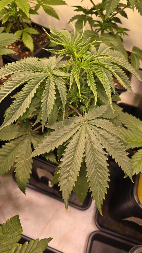 Shiska Lemonade. Week 3