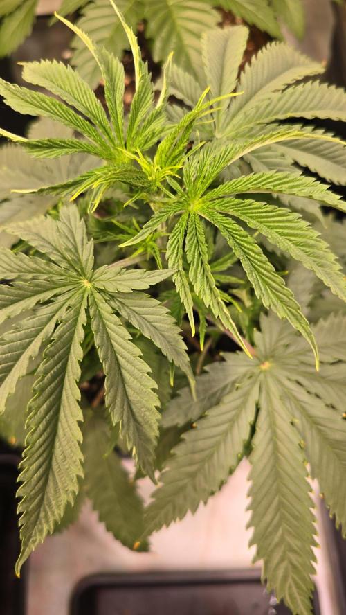 Shiska Lemonade. Week 3