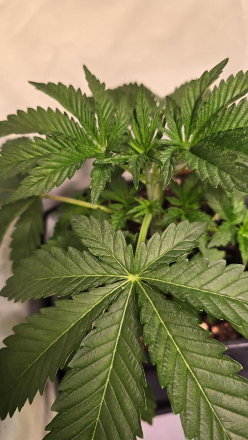 Blue Pirat. Week 3