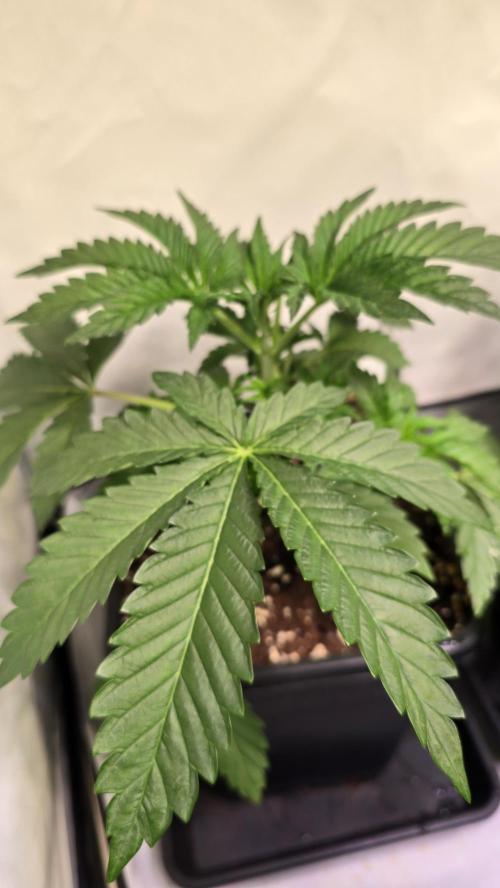 Blue Pirat. Week 3