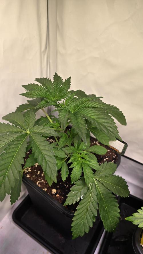 Blue Pirat. Week 3