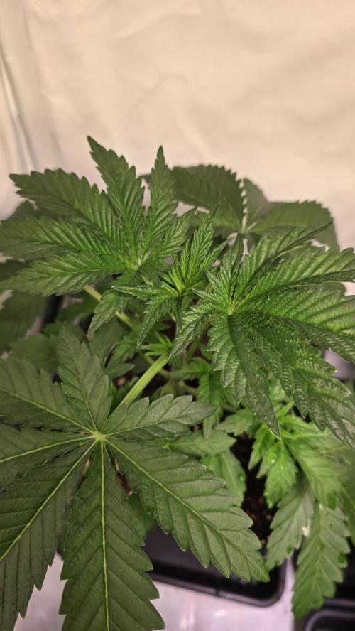 Blue Pirat. Week 3
