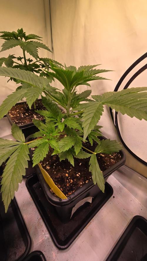 Banana Brawler. Week 3