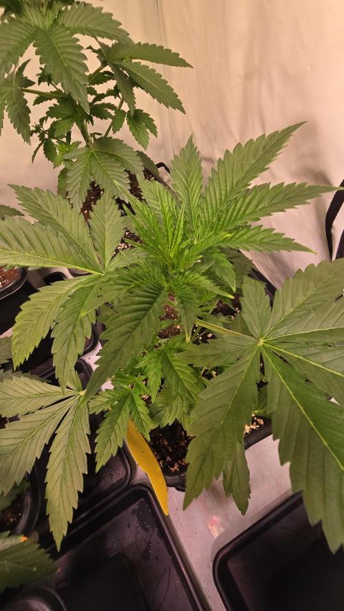 Banana Brawler. Week 3