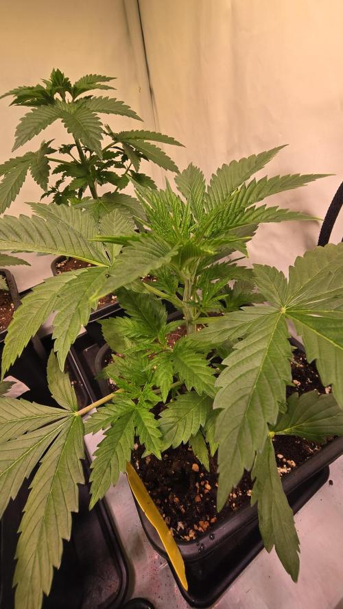 Banana Brawler. Week 3