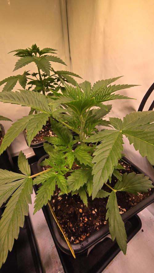 Banana Brawler. Week 3