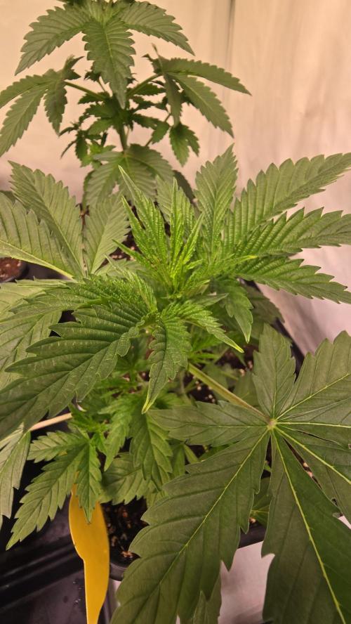 Ambient Q120+. Week 3