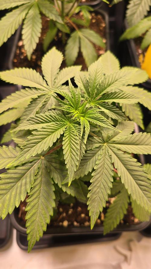 Mexican Sativa. Week 3