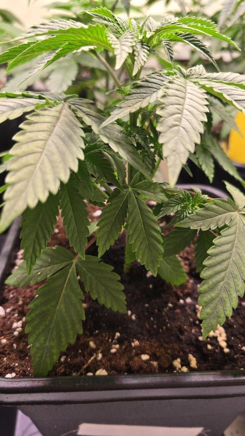 Mexican Sativa. Week 3