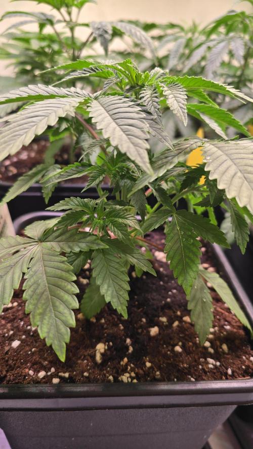 Mexican Sativa. Week 3