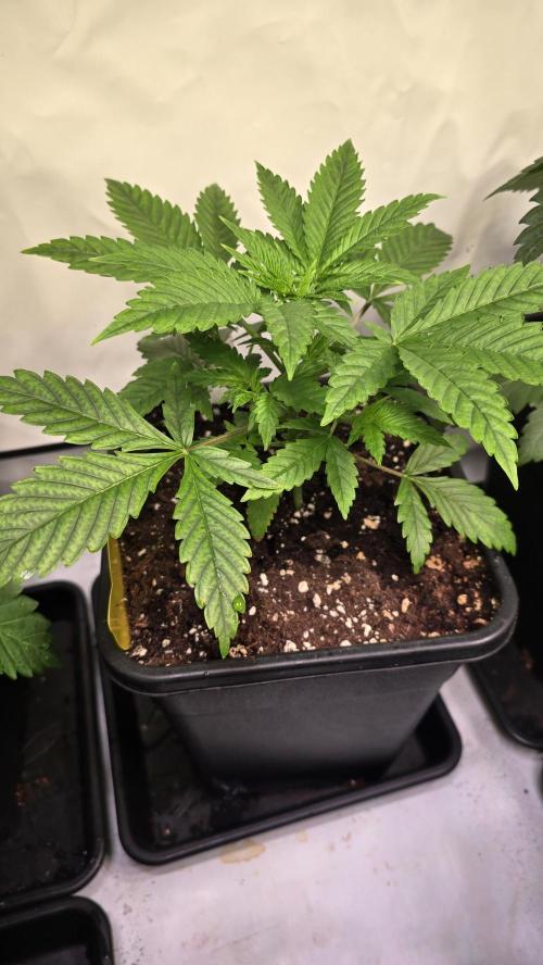 Clementine Slush. Week 3