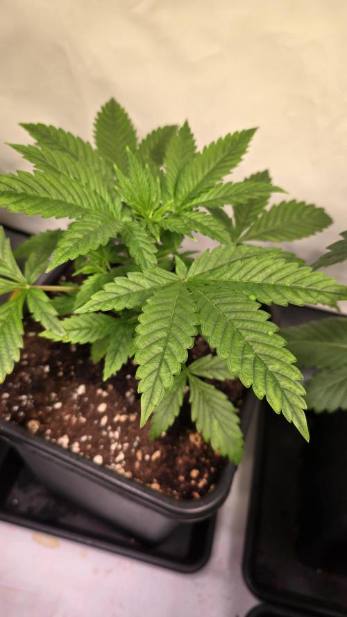 Clementine Slush. Week 3