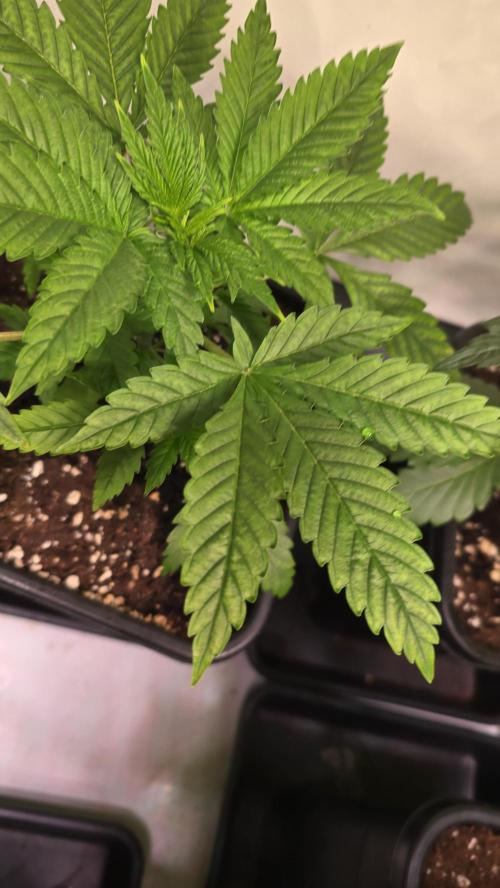Clementine Slush. Week 3