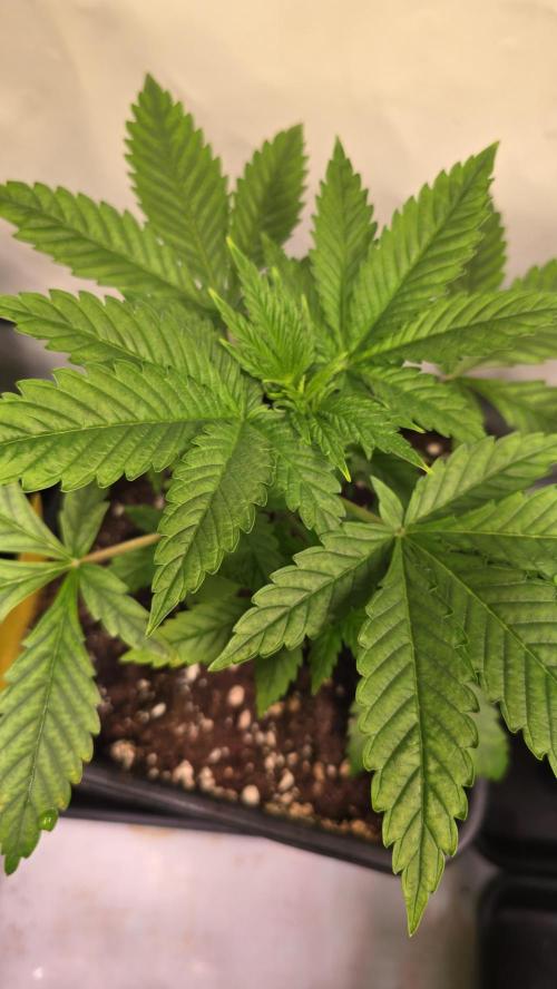 Clementine Slush. Week 3