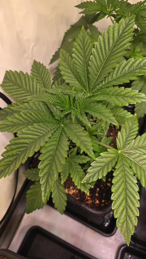 Chikita Manzana. Week 3